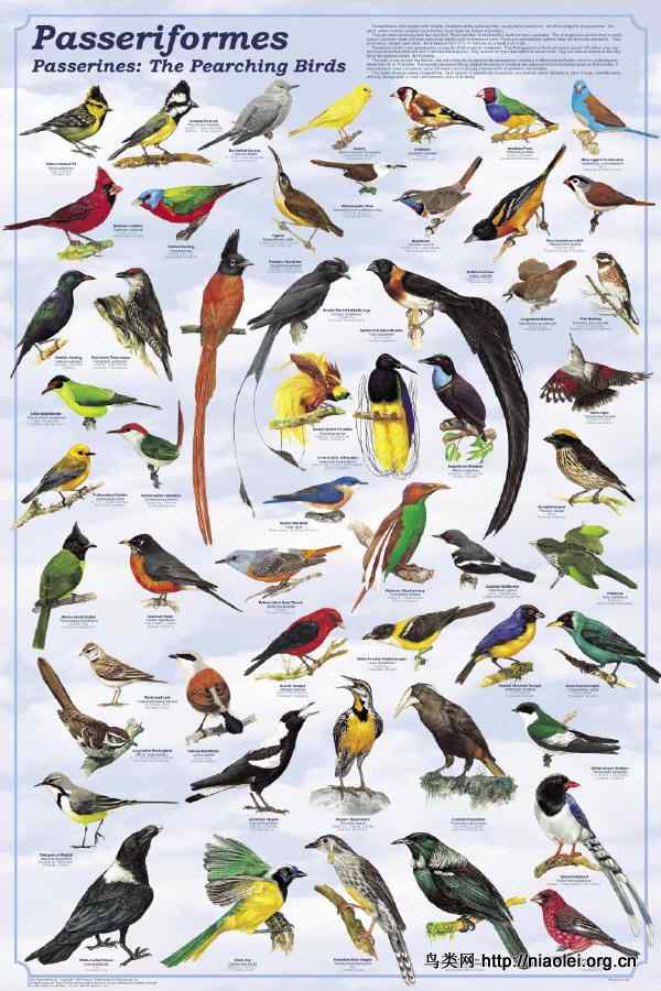 彩色鸟类图谱欣赏