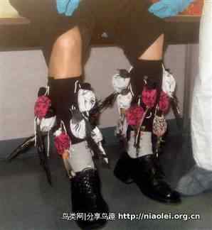 美国袜男多次绑架越南珍稀鸟类