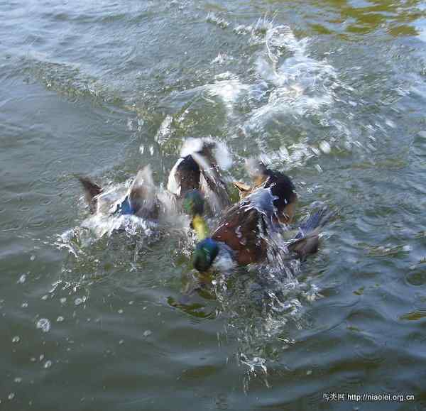 鸟打架 鸟打架