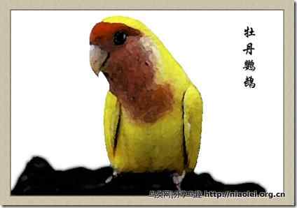笼养鸟：鹦鹉类