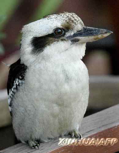 笑翠鸟:世界上最大的翠鸟