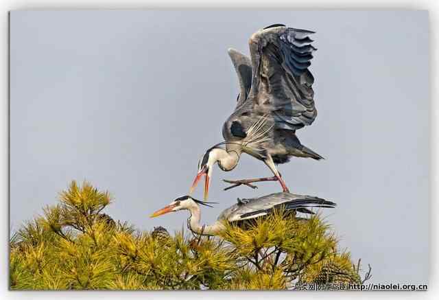 一对正在OOXX的鹭