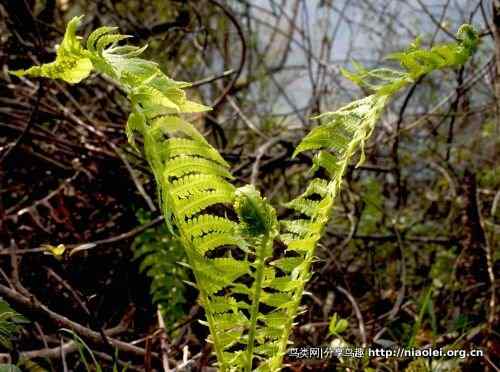 角先生——红腹角雉