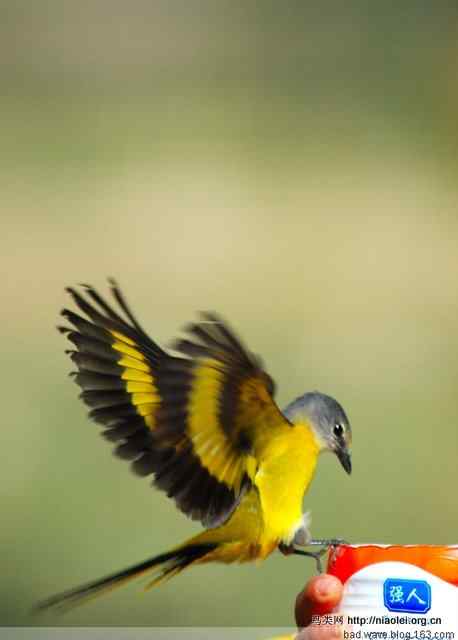 五彩缤纷的山椒鸟