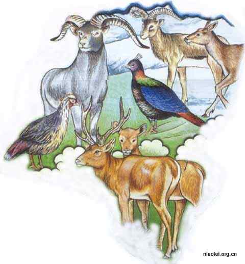 九色鸟 棕尾虹雉