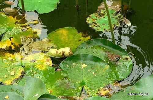 牛蛙吞吃麻雀 物种入侵可不是闹着玩的