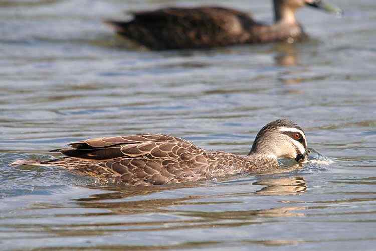 在澳洲拍鸟：澳大利亚的鸭子