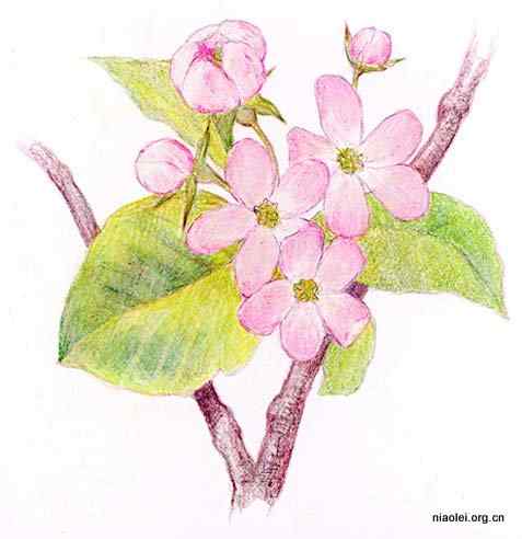 美国50州的州徽、州花、州树、州鸟(上)