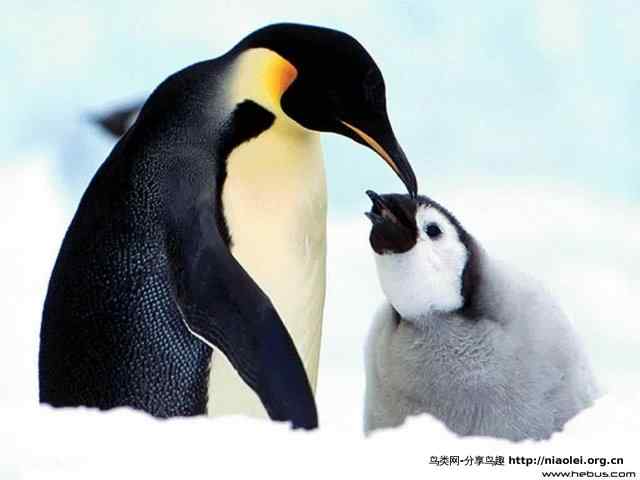 史上最全的企鹅知识