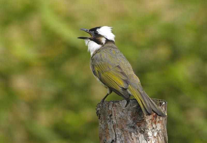 白头鹎(白头翁,Pycnonotus sinensis)