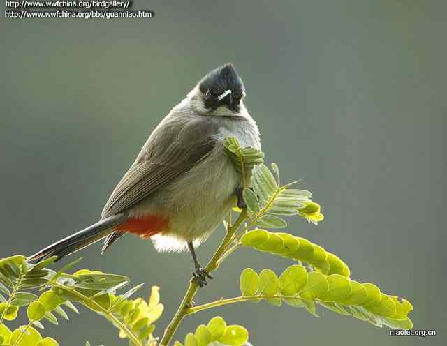常见有头冠的小鸟 鹎科鸟类大全