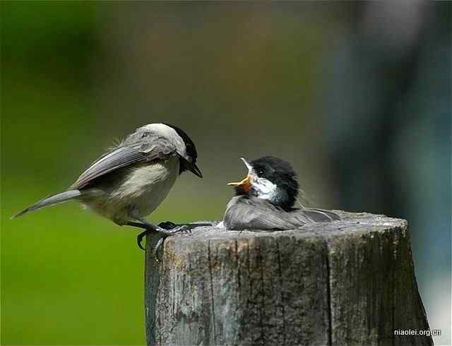 劝君莫打枝头鸟,子在巢中望母归