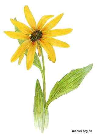 美国50州的州徽、州花、州树、州鸟(上)