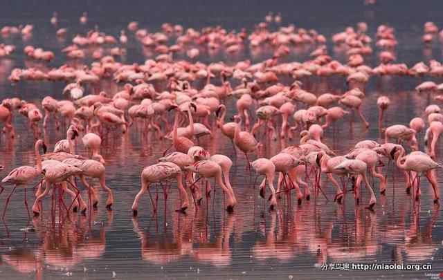 火鸟是什么鸟？