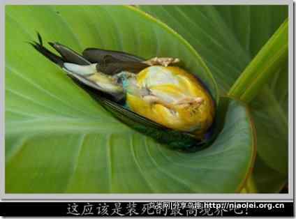 七彩文鸟装死逃生