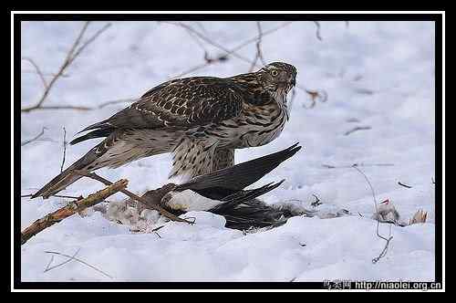 [组图]苍鹰吃松鼠吃兔子