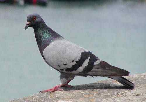 信鸽因贩毒被捕