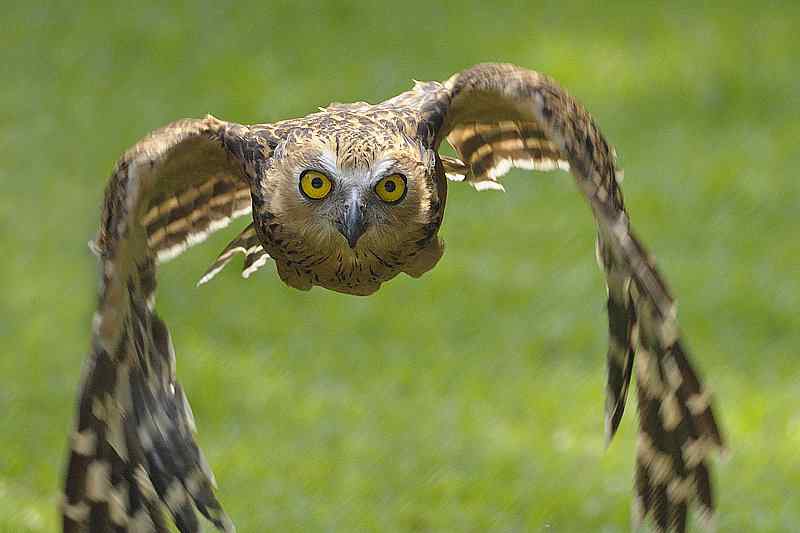 鸟类飞行姿态图集