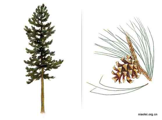 美国50州的州徽、州花、州树、州鸟(下)
