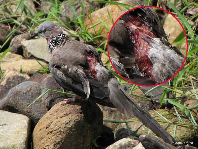 受伤的珠颈斑鸠