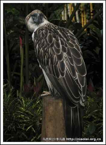 狮子头型的大鸟－－菲律宾国鸟食猿雕