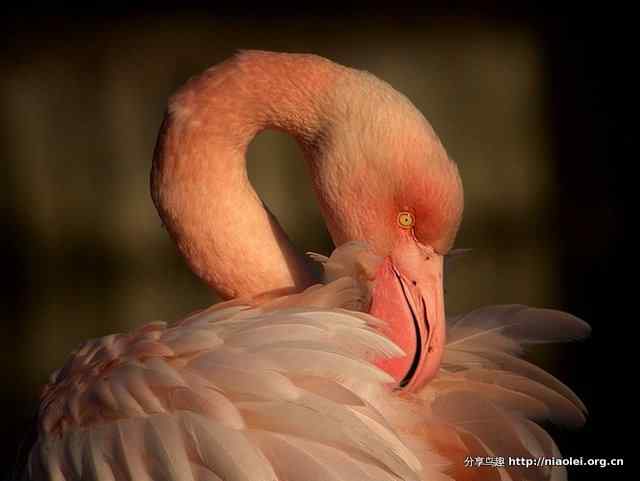火烈鸟图片大全