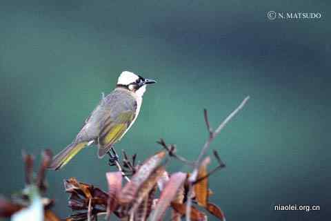 常见有头冠的小鸟 鹎科鸟类大全