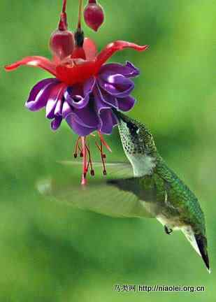 Drs. Foster and Smith鸟类摄影大赛之蜂鸟