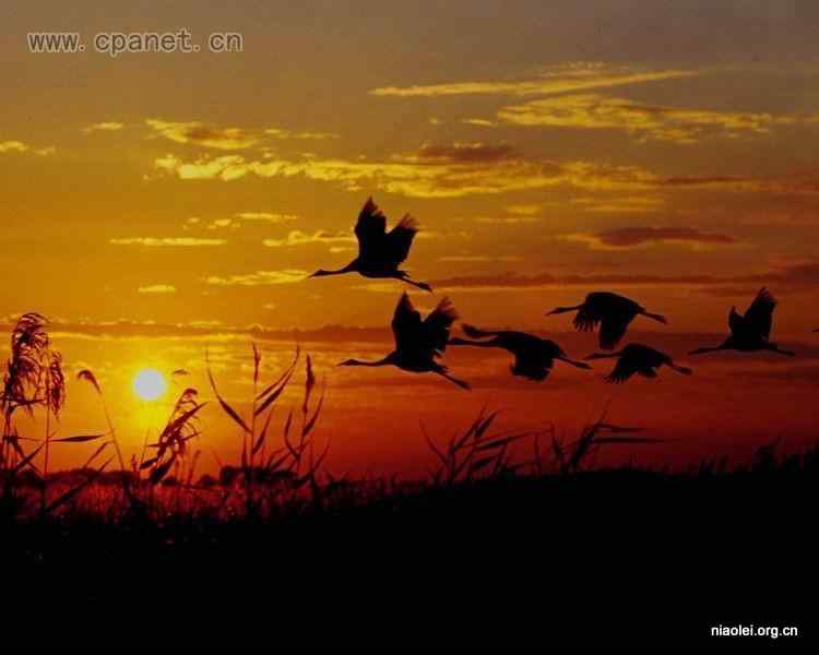 中国著名丹顶鹤摄影家沈立华遗作 中国著名丹顶鹤摄影家沈立华遗作