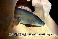 十大长途旅行动物