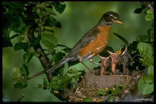 劝君莫打枝头鸟，子在巢中望母归