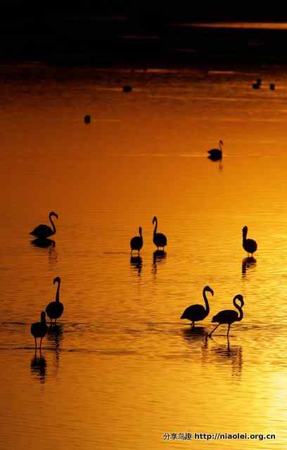 火烈鸟生存技巧 本能相信同伴
