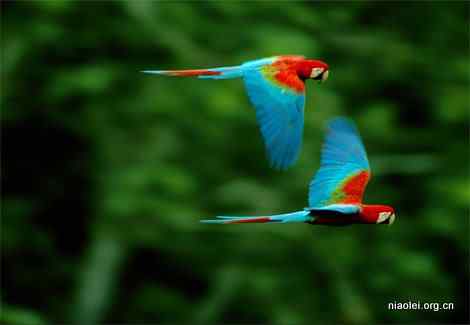 金刚鹦鹉夫妇一对