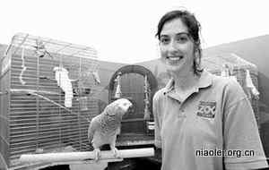 非洲灰鹦鹉节目脱口秀