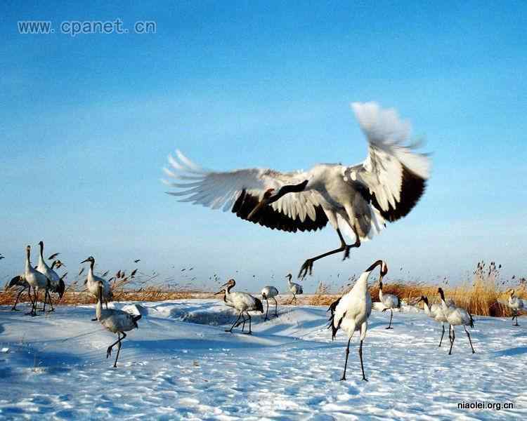 中国著名丹顶鹤摄影家沈立华遗作 中国著名丹顶鹤摄影家沈立华遗作