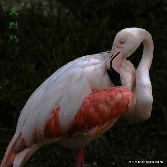 最美的鸟和最丑的鸡