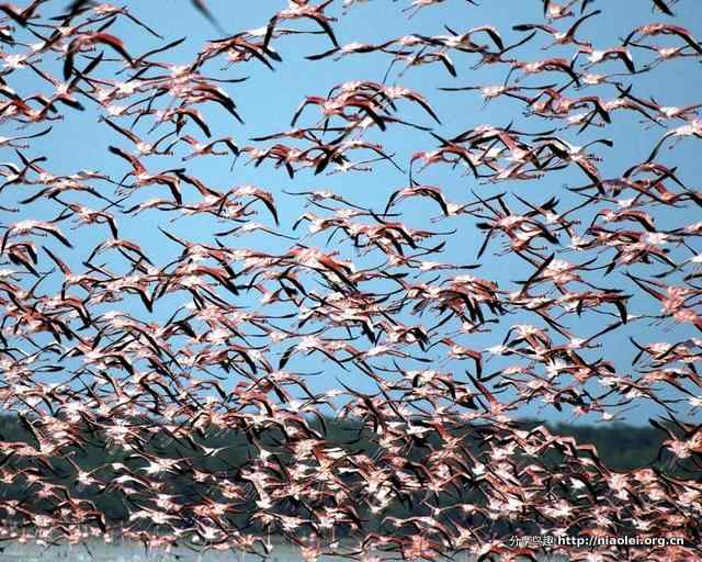 火烈鸟图片大全