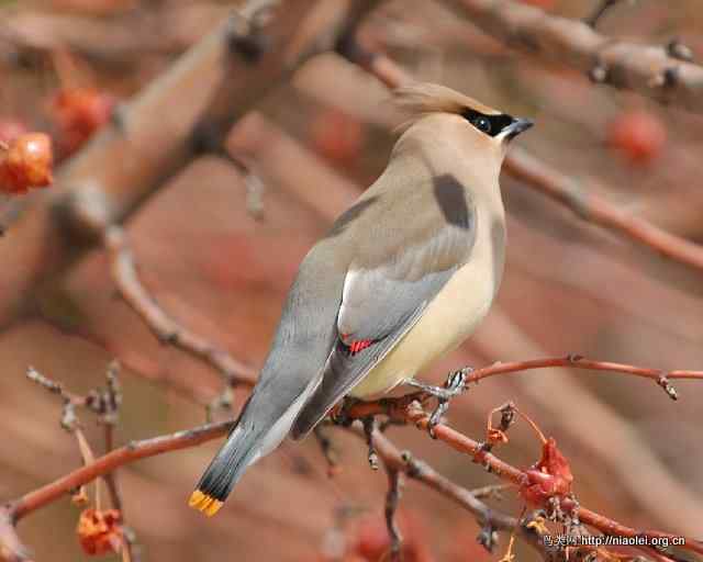 北美雪松太平鸟