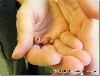 我是一只小小小小鸟