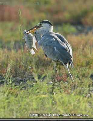 鸟坚强——断腿苍鹭