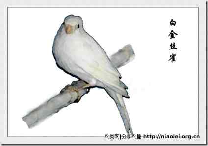 家庭笼养鸟类图鉴之雀科鸟