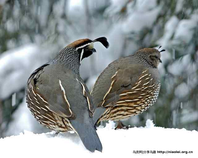 加利福尼亚州鸟：加州鹌鹑