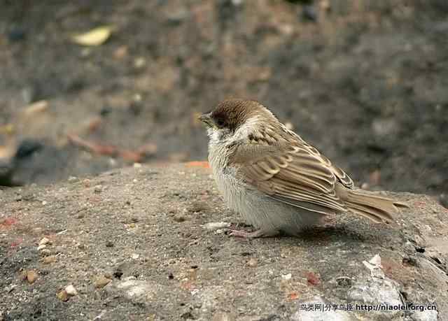 秋天里的小麻雀