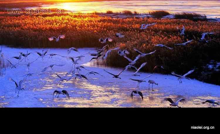 中国著名丹顶鹤摄影家沈立华遗作 中国著名丹顶鹤摄影家沈立华遗作