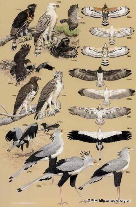 彩色鸟类图谱欣赏