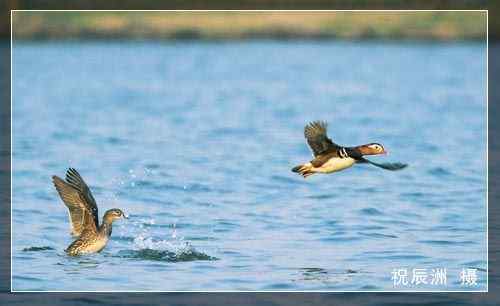 祝辰洲：鸳鸯最具国鸟素质