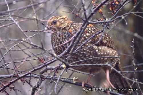 角先生——红腹角雉
