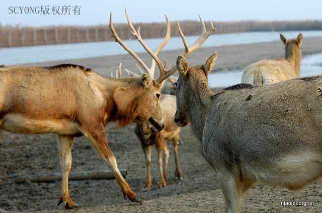 中国十种最最珍稀、濒危、特有的野生动物