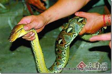 母鸡大战金花蟒蛇