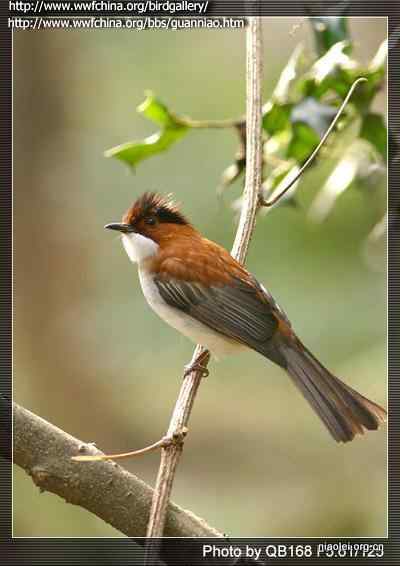 常见有头冠的小鸟 鹎科鸟类大全
